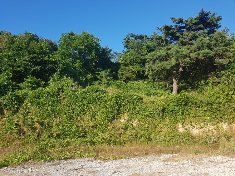 수륜면 전망좋은 전원주택지 매매 사진 - 9