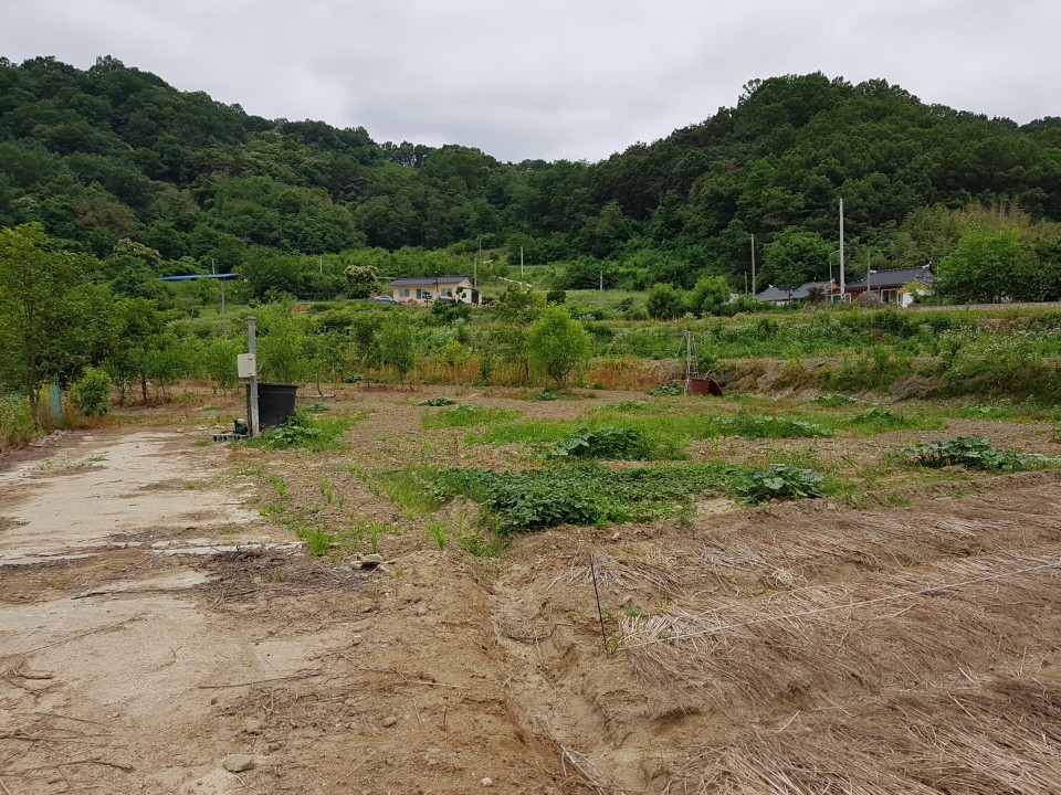 금수면 공기좋은 관리지역 매매 사진 - 9