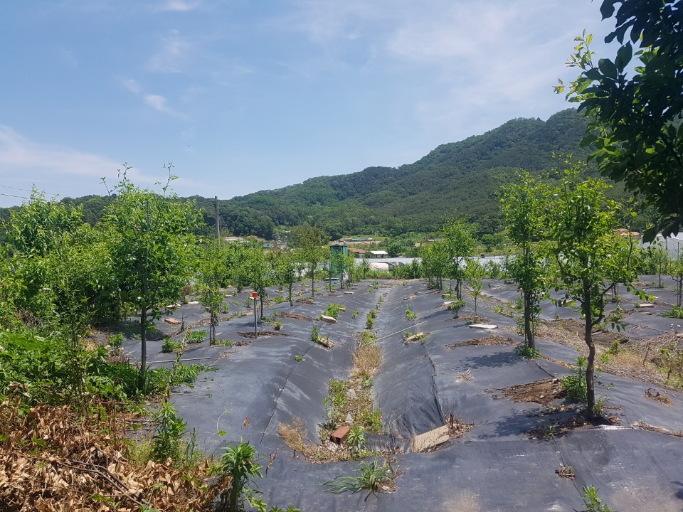 성산리 관리지역 매매 사진 - 4