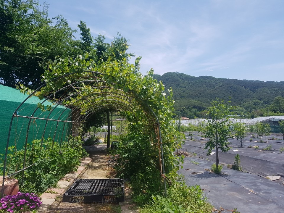 성산리 관리지역 매매 사진 - 6