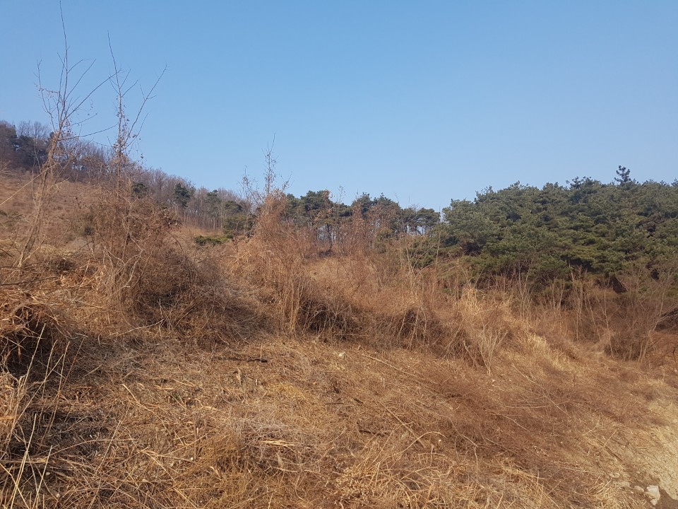 초전면 땅,임야매매 사진 - 3