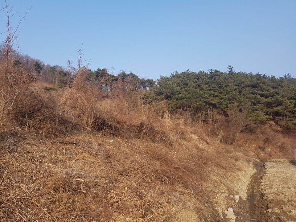 초전면 땅,임야매매 사진 - 4