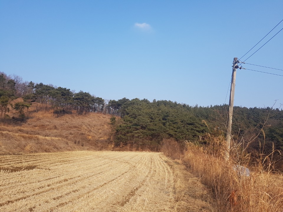 초전면 땅,임야매매 사진 - 5