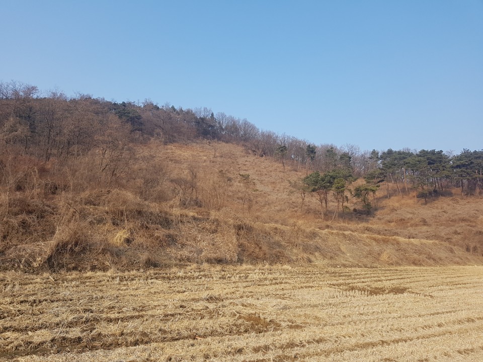 초전면 땅,임야매매 사진 - 2