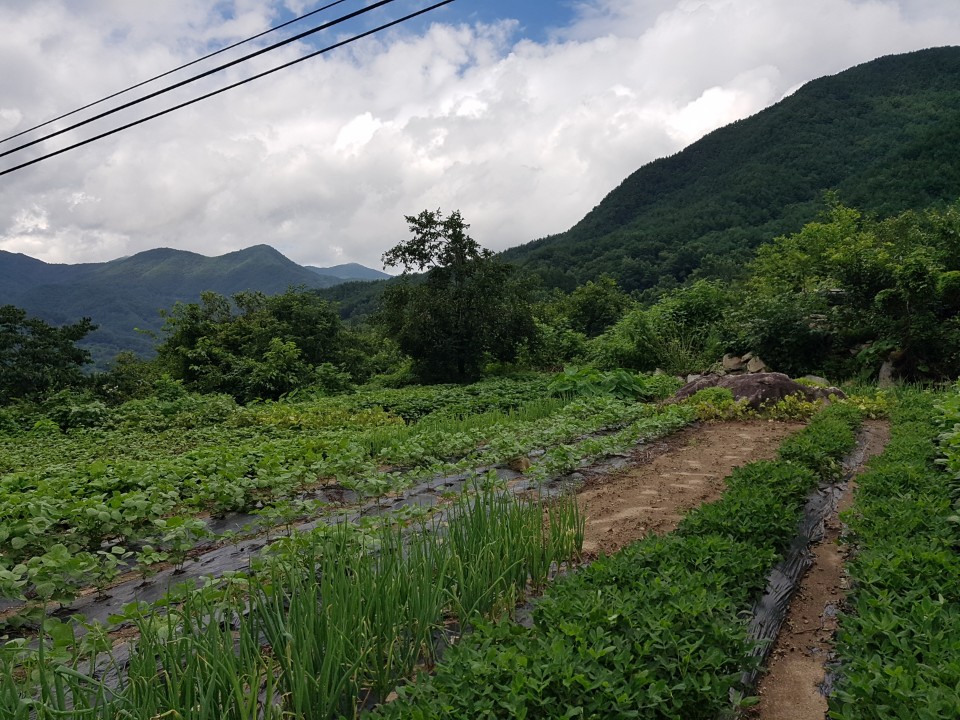 가천면 가야산 아래 다용도 땅 사진 - 2