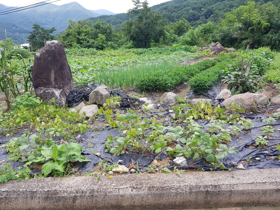가천면 가야산 아래 다용도 땅 사진 - 3