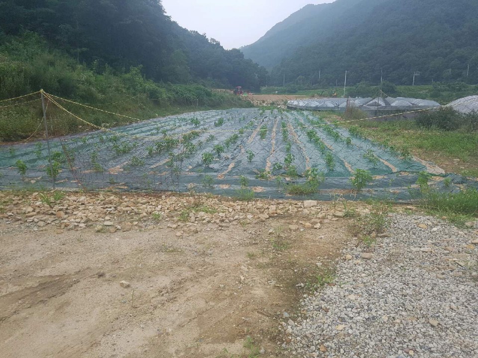 초전면 주말농장텃밭 매매 사진 - 3