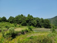 성주댐 가까운 김천시 청정지역 땅 - 0
