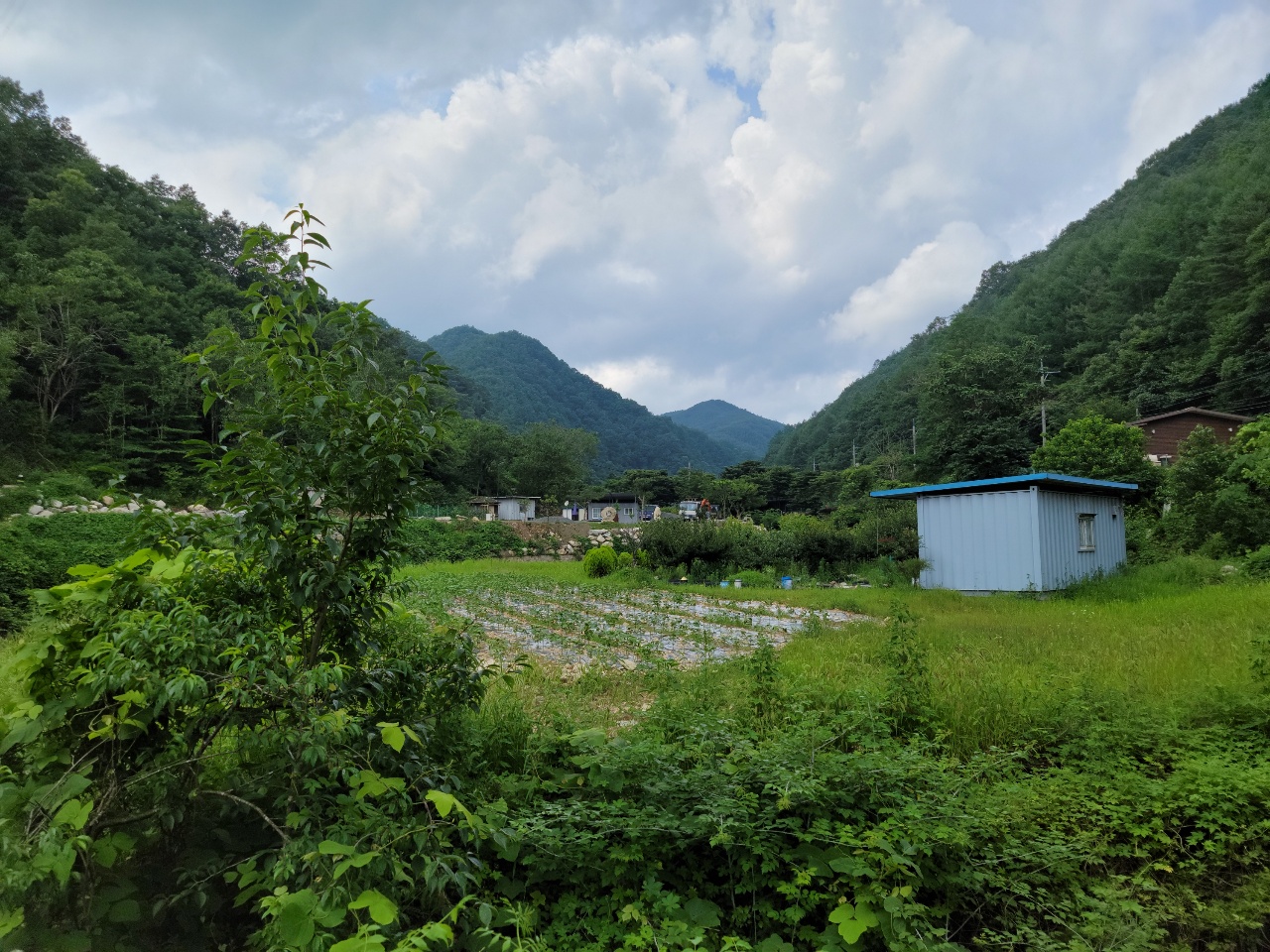 금수면 청정지역 텃밭 농막매매 사진 - 5