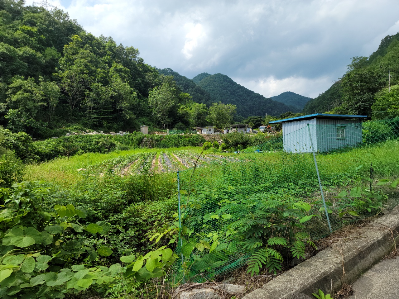 금수면 청정지역 텃밭 농막매매 사진 - 9