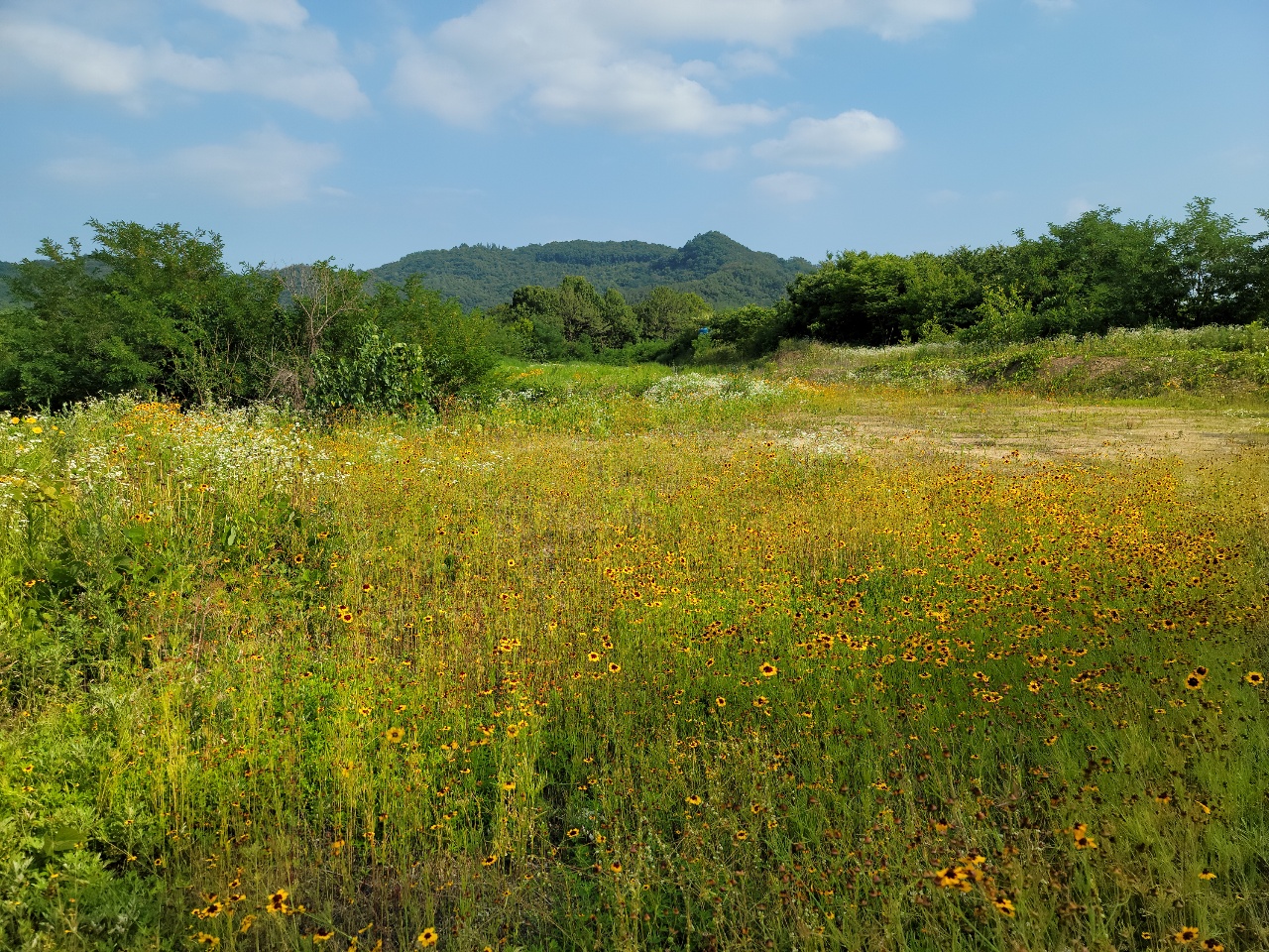 월항면 전망좋은 관리지역 매매 사진 - 14