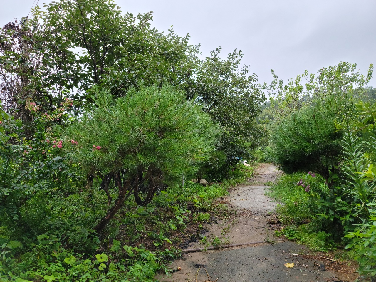 고령군 전원주택지 사진 - 2