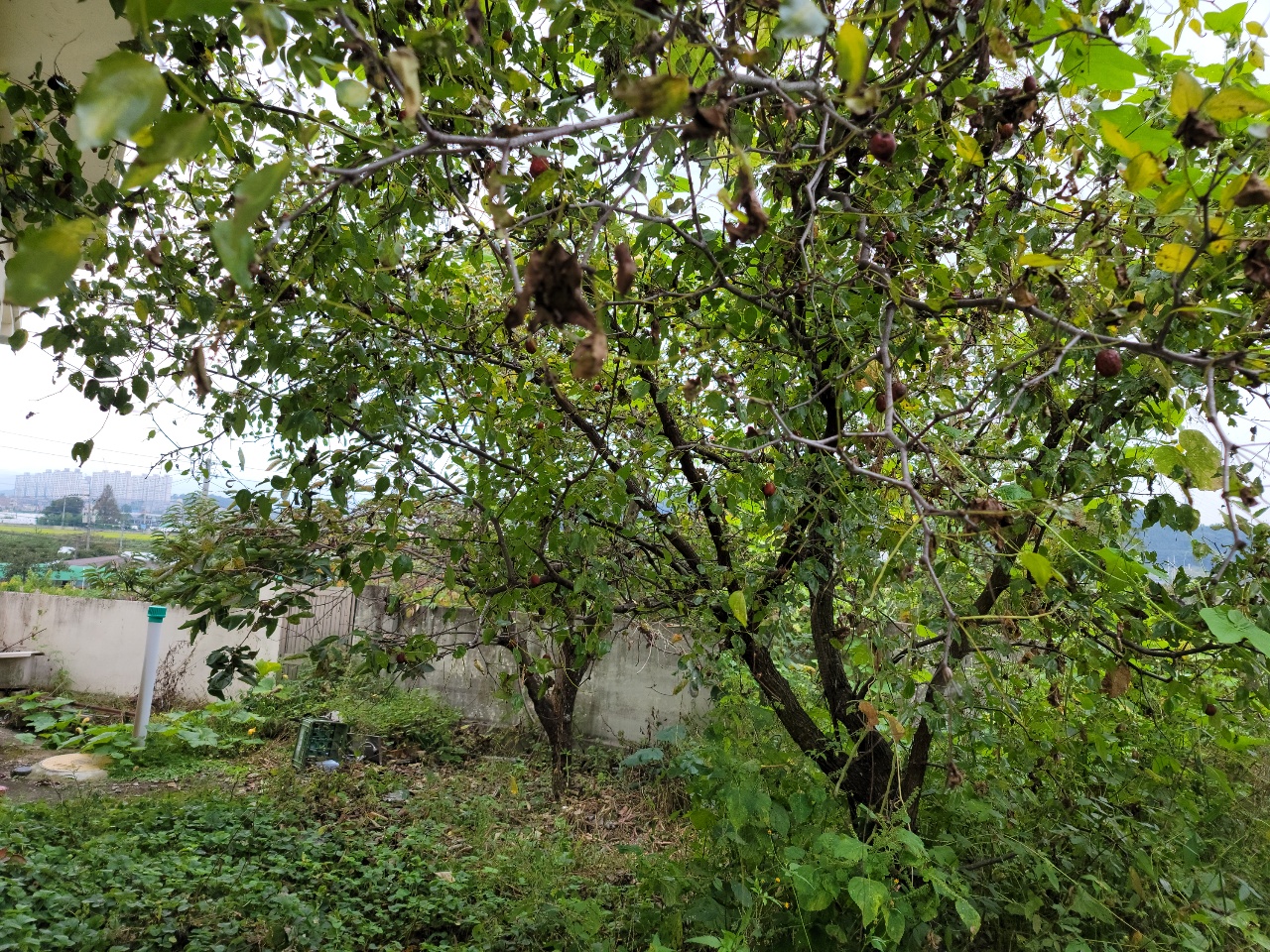 성주읍 주택매매 사진 - 20