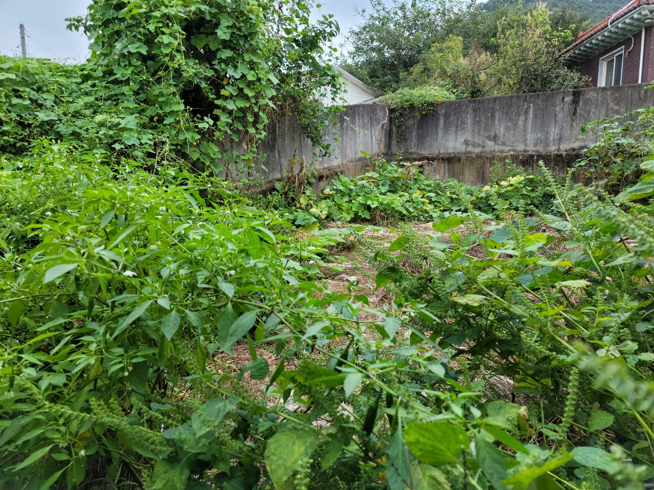 성주읍 주택매매 사진 - 21