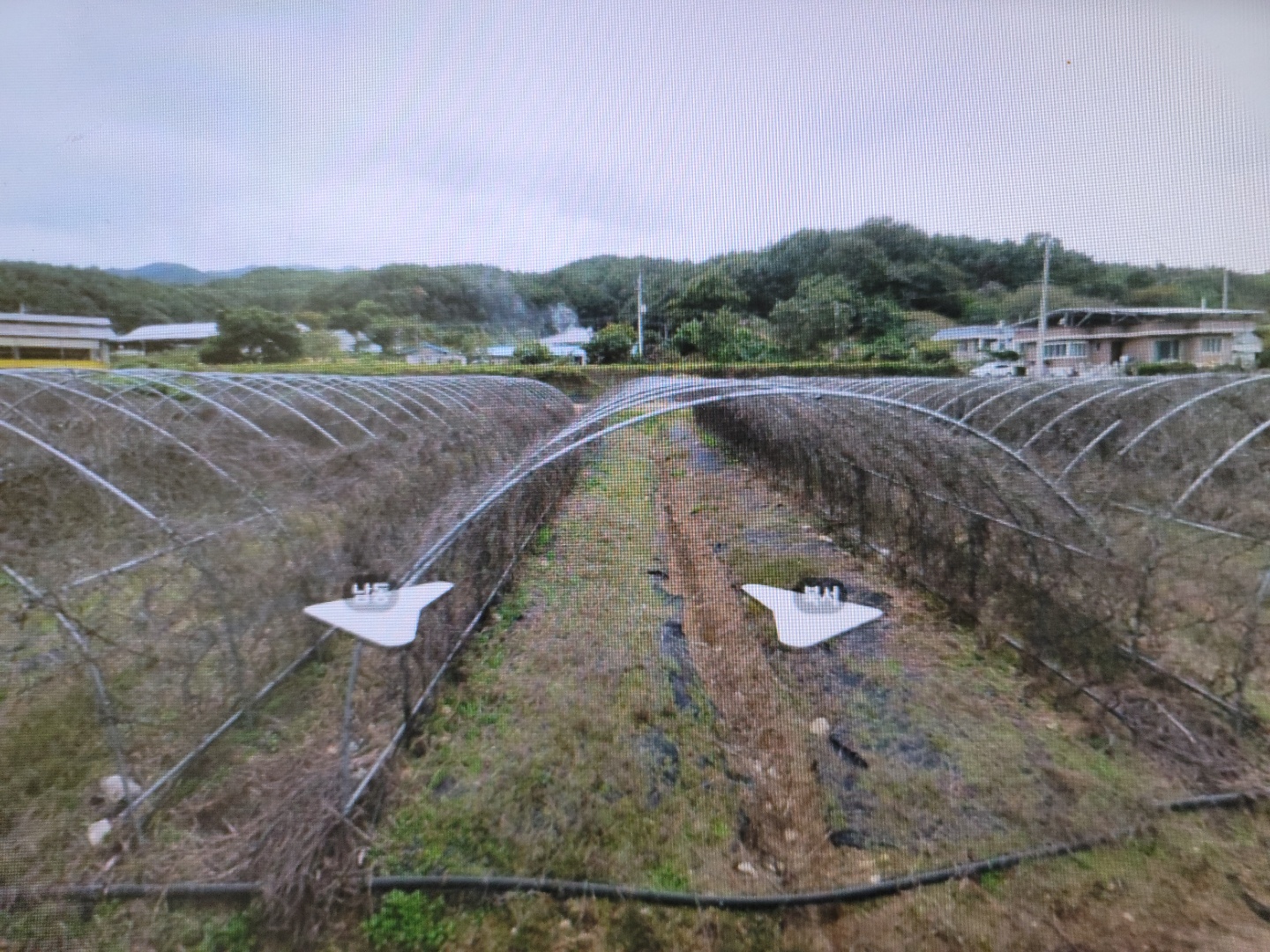 오미자 농장 매매 사진 - 2