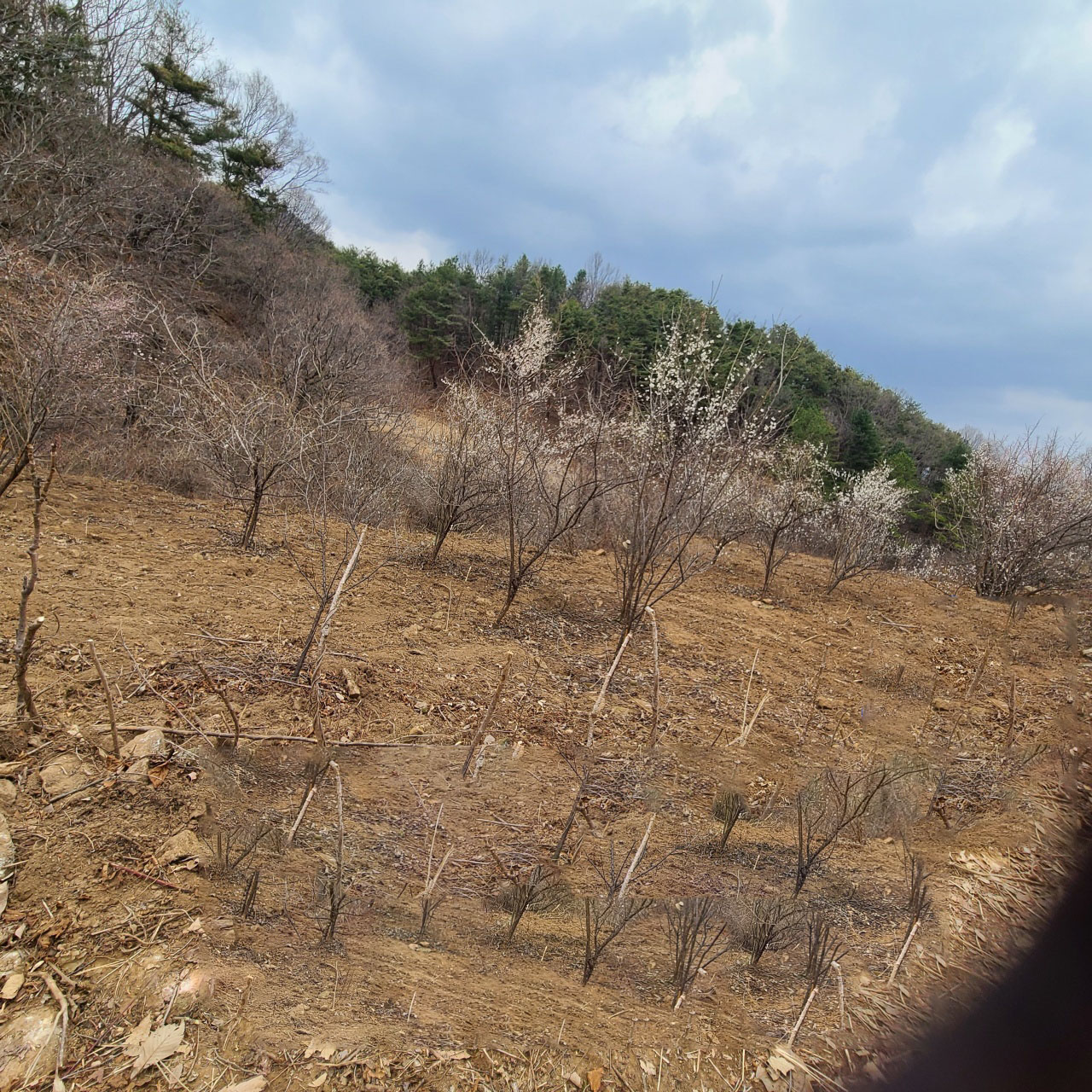 벽진면 청정지역 땅 매매 사진 - 4