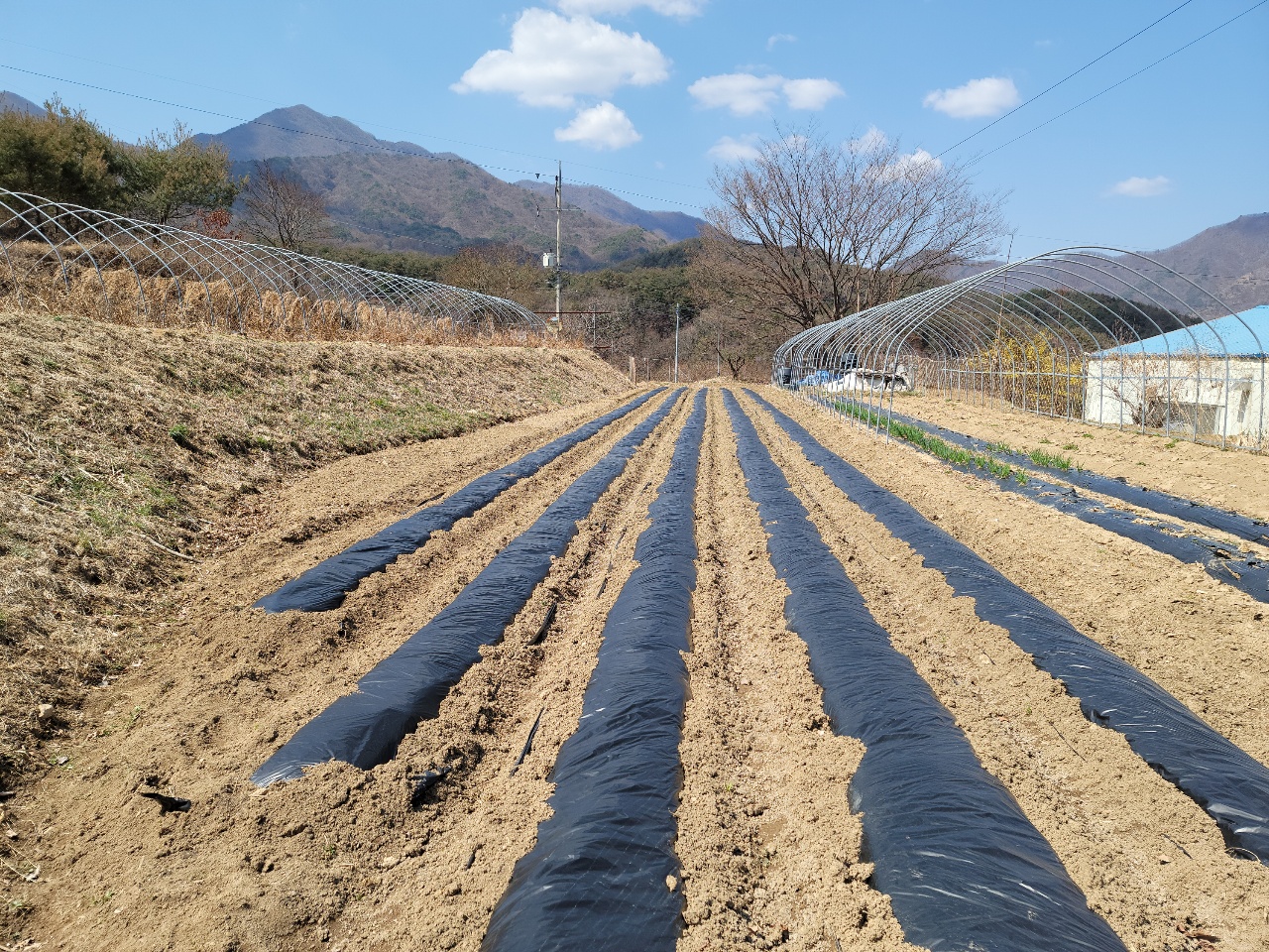가야산 아래 다용도 땅 사진 - 2
