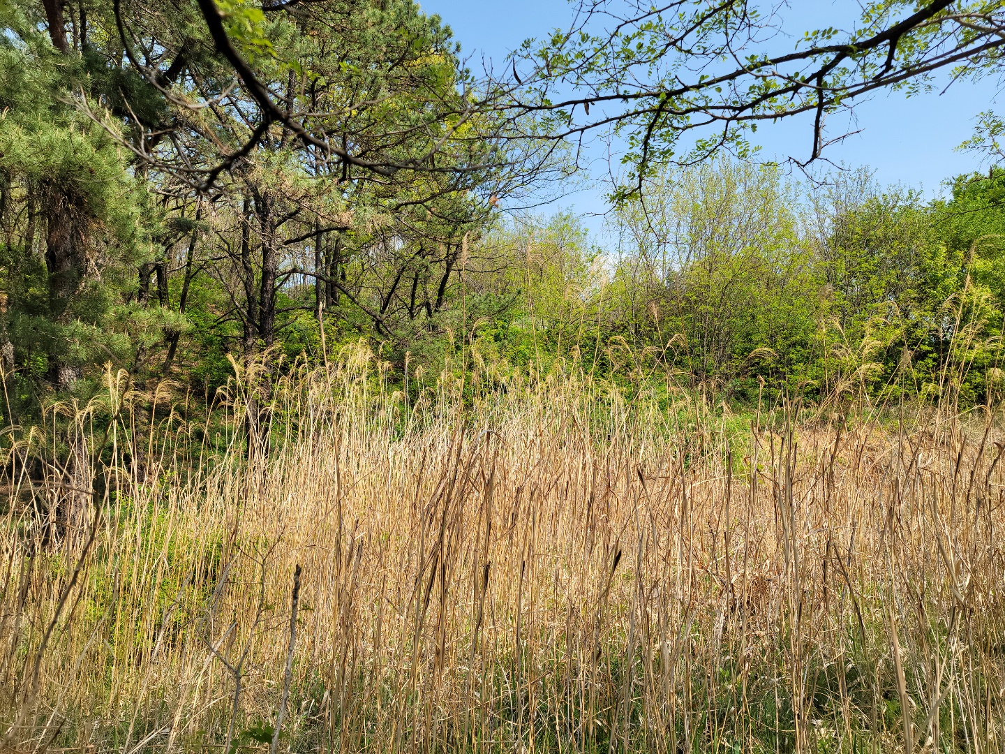 성주읍 예산리 전망좋은 땅 사진 - 3