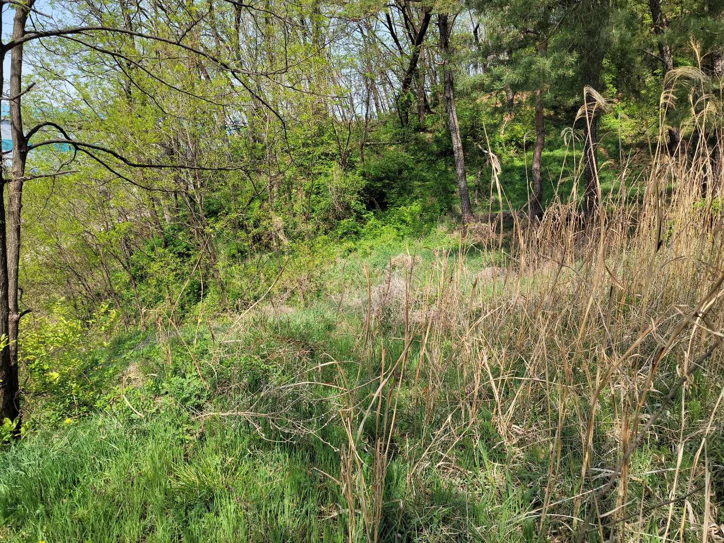 성주읍 예산리 전망좋은 땅 사진 - 5