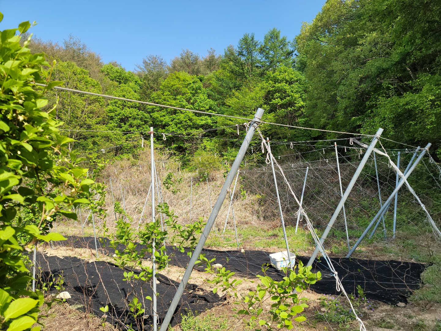 주택지 오미자밭 사진 - 3