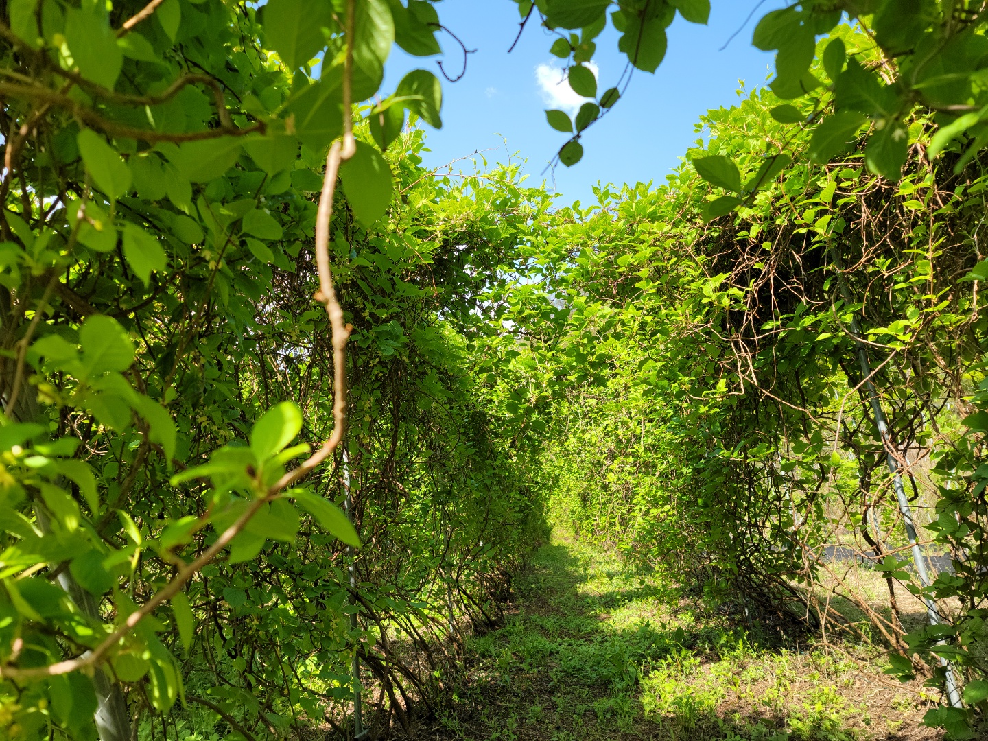 주택지 오미자밭 사진 - 4