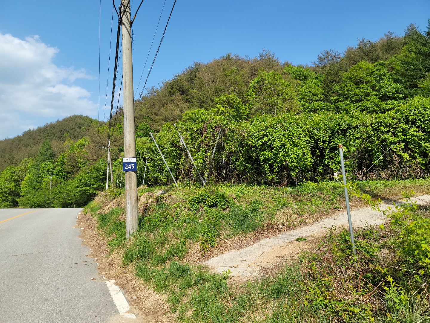 주택지 오미자밭 사진 - 5