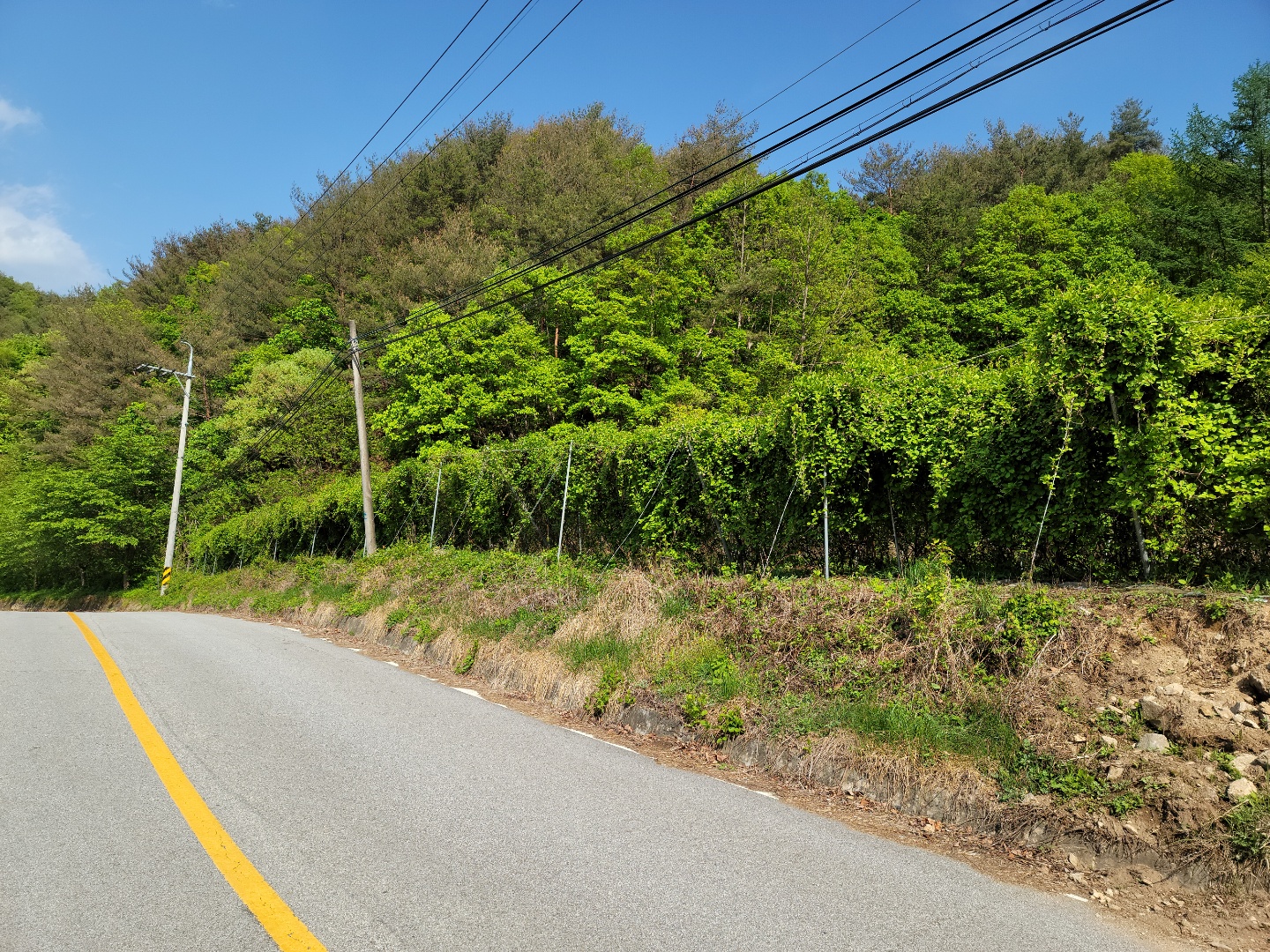 주택지 오미자밭 사진 - 8