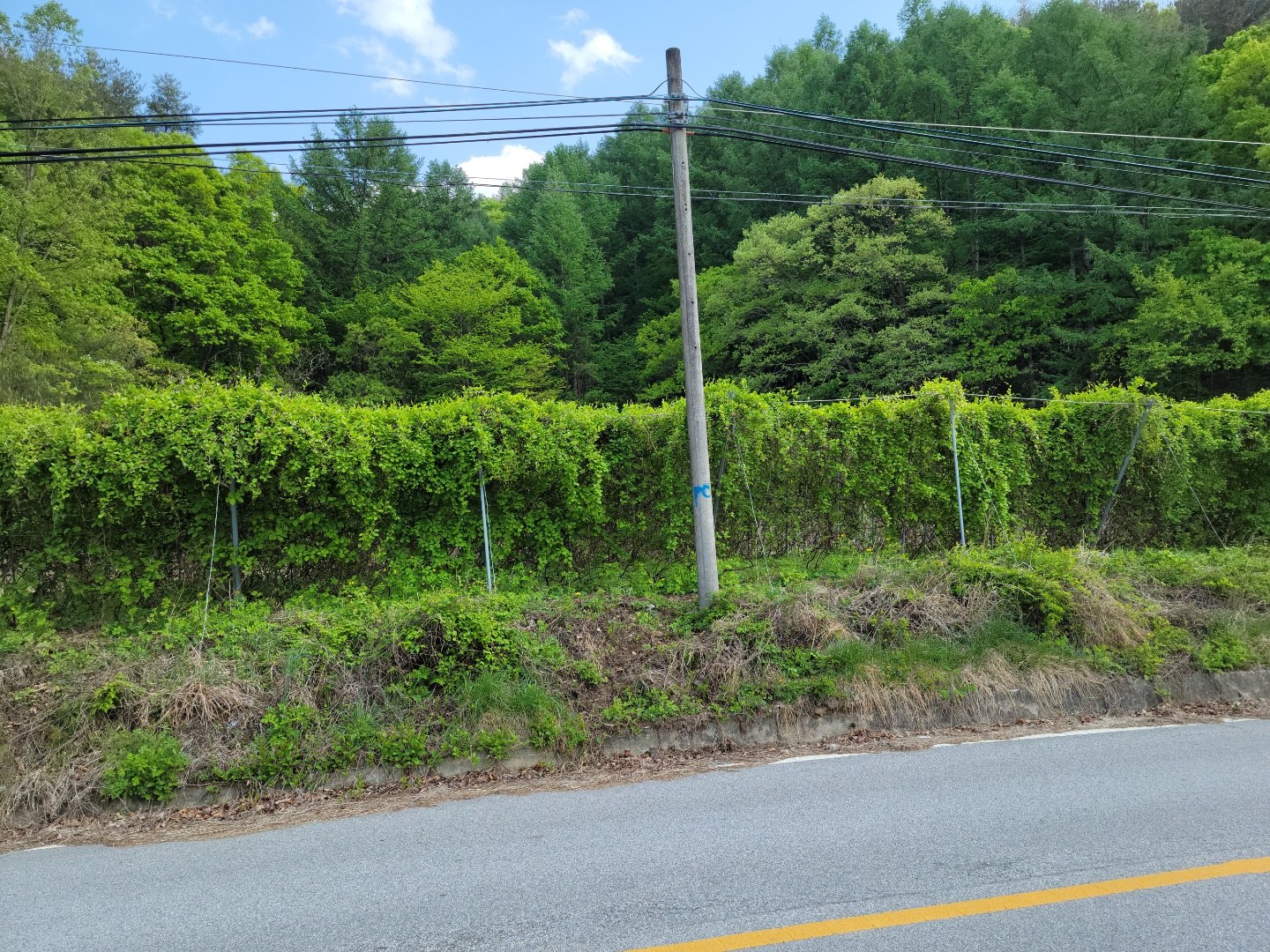 주택지 오미자밭 사진 - 9