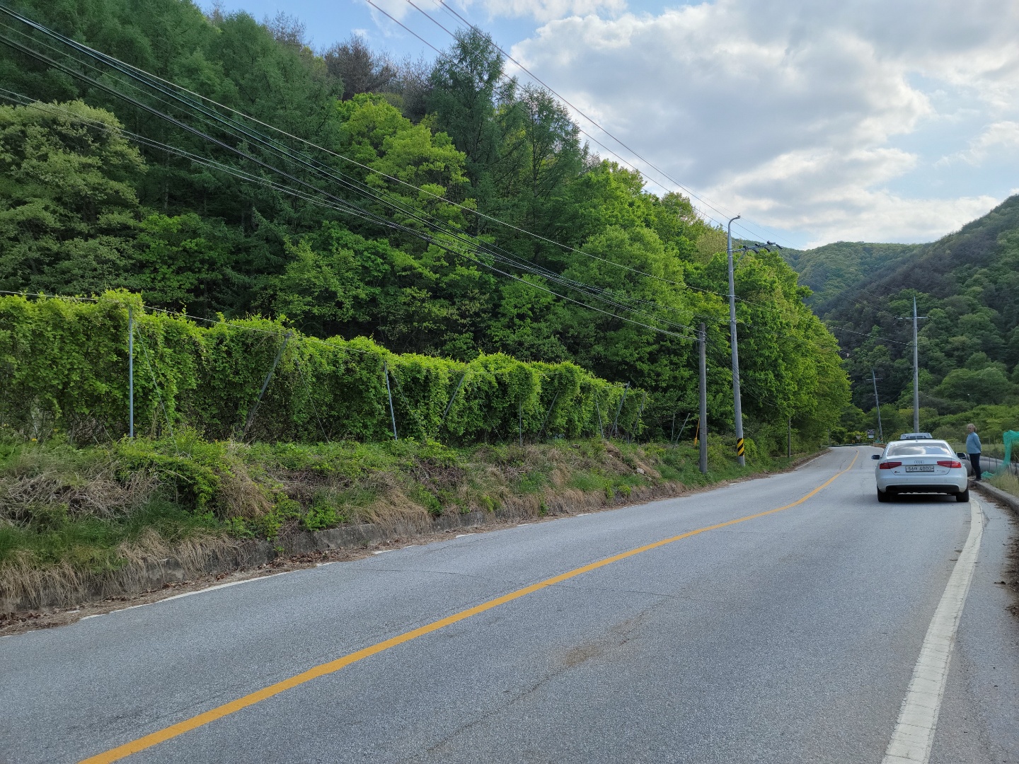주택지 오미자밭 사진 - 10