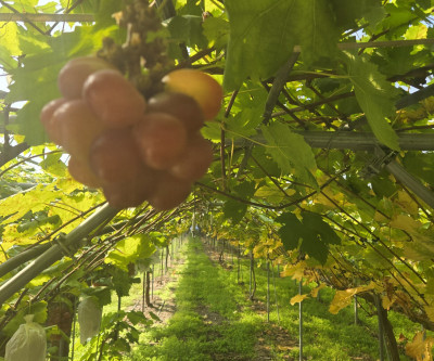 초급매 성주군초전면귀농귀촌 포도밭매매 매물 이미지