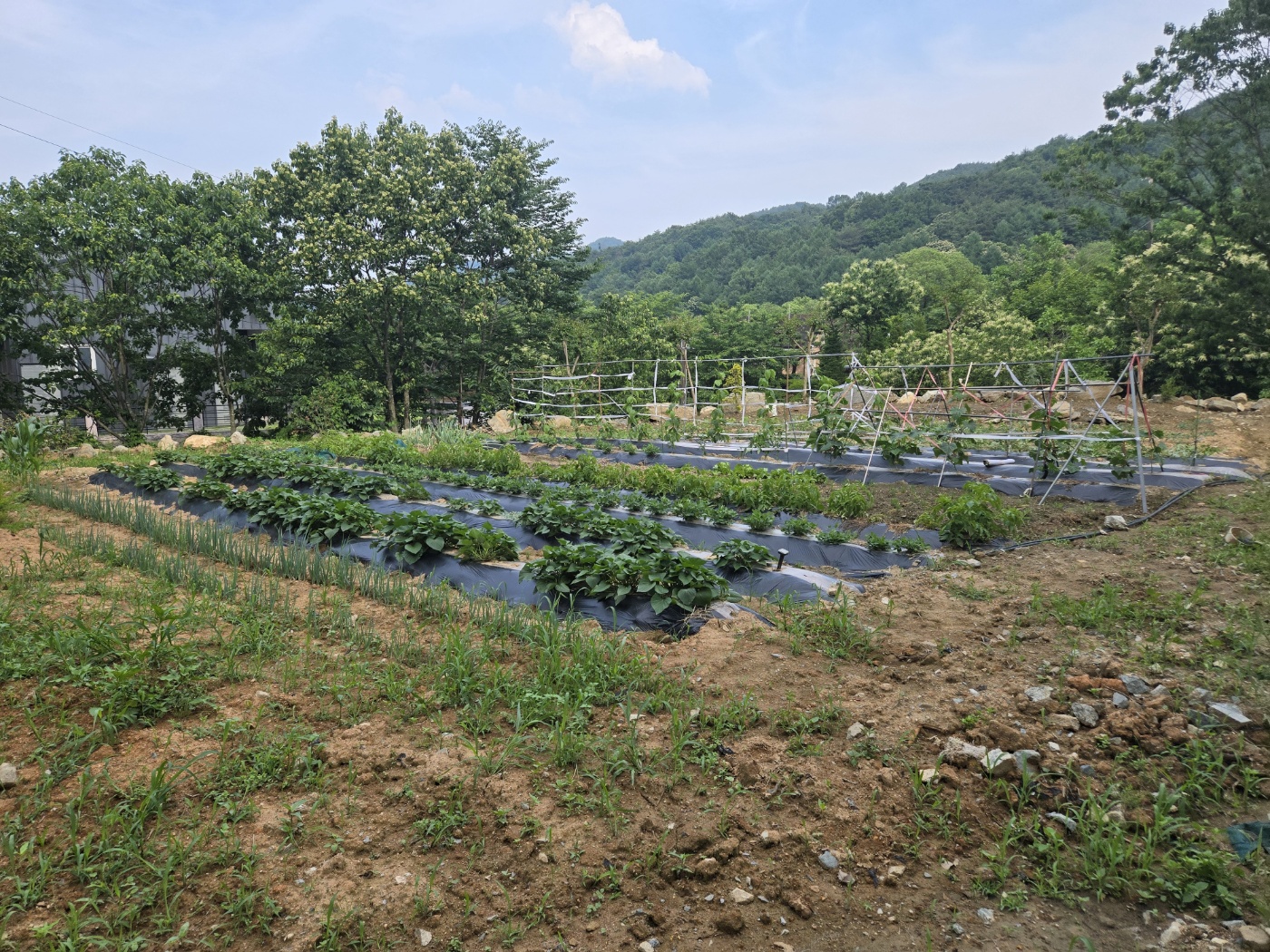 맑은 계곡물 콸콸콸 사진 - 10