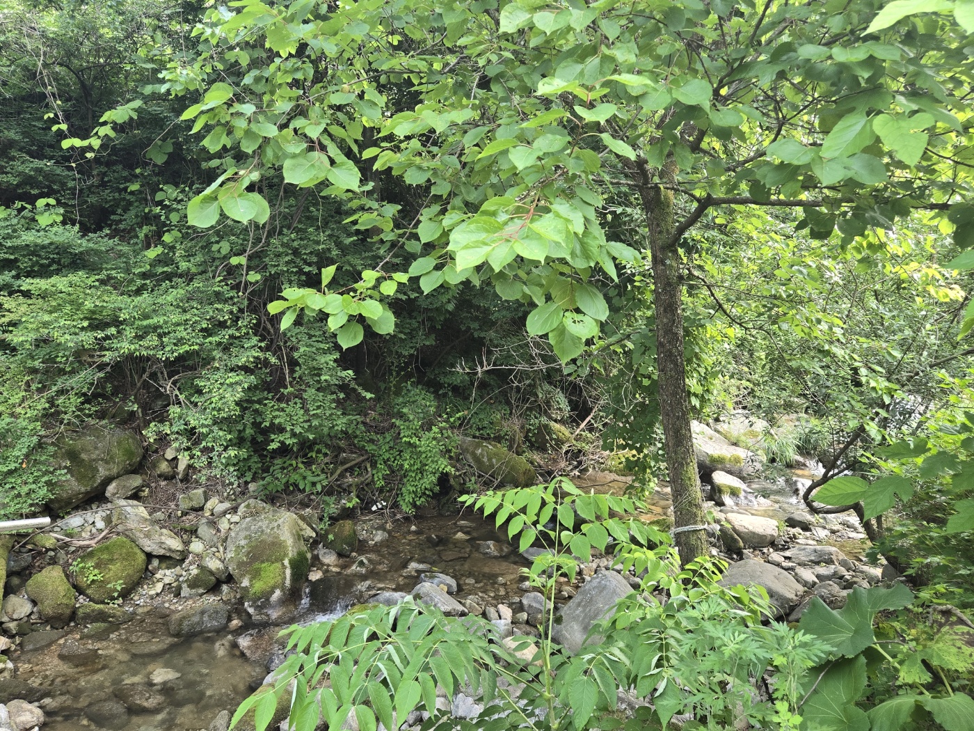 맑은 계곡물 콸콸콸 사진 - 15