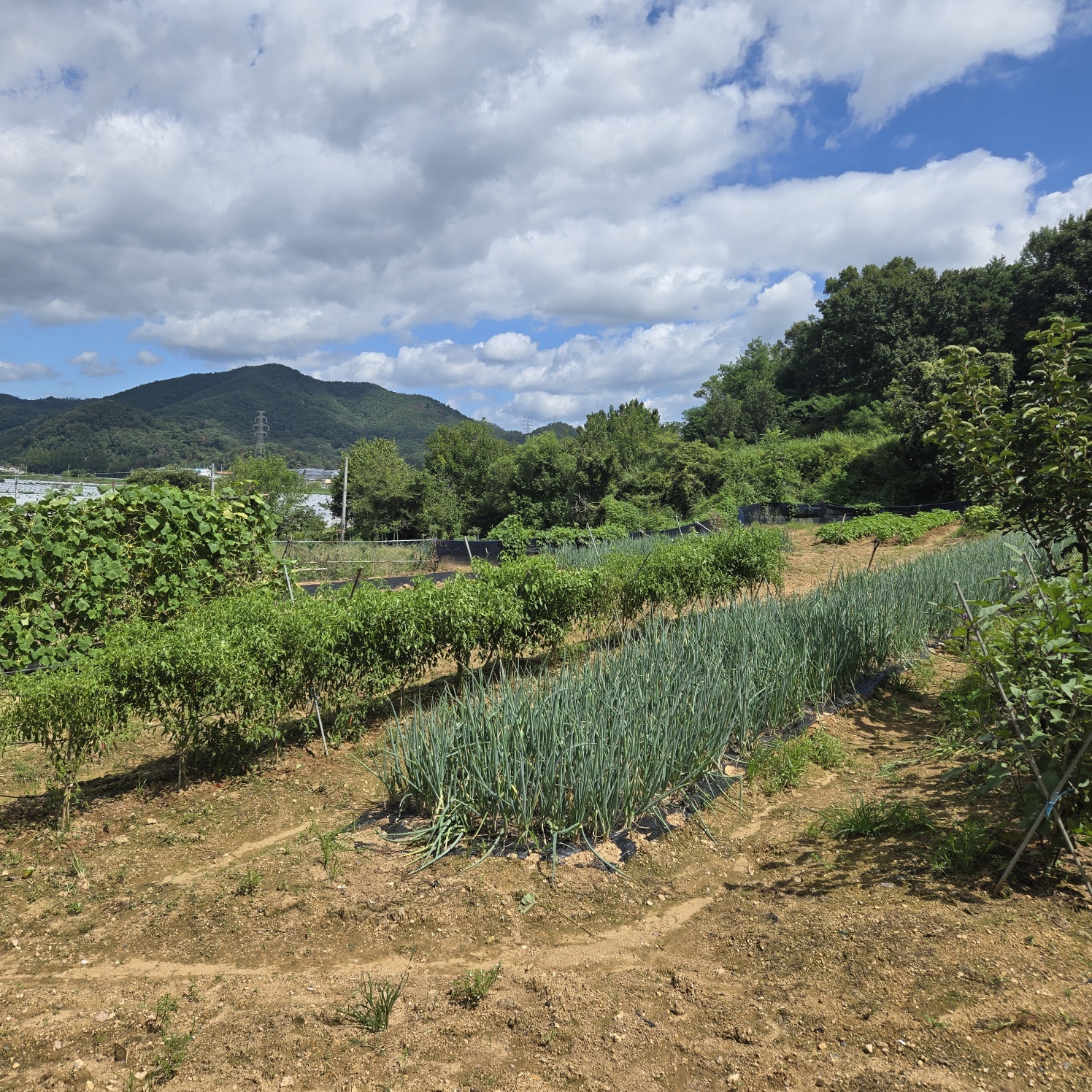 다사 15분 쉼터텃밭 사진 - 1