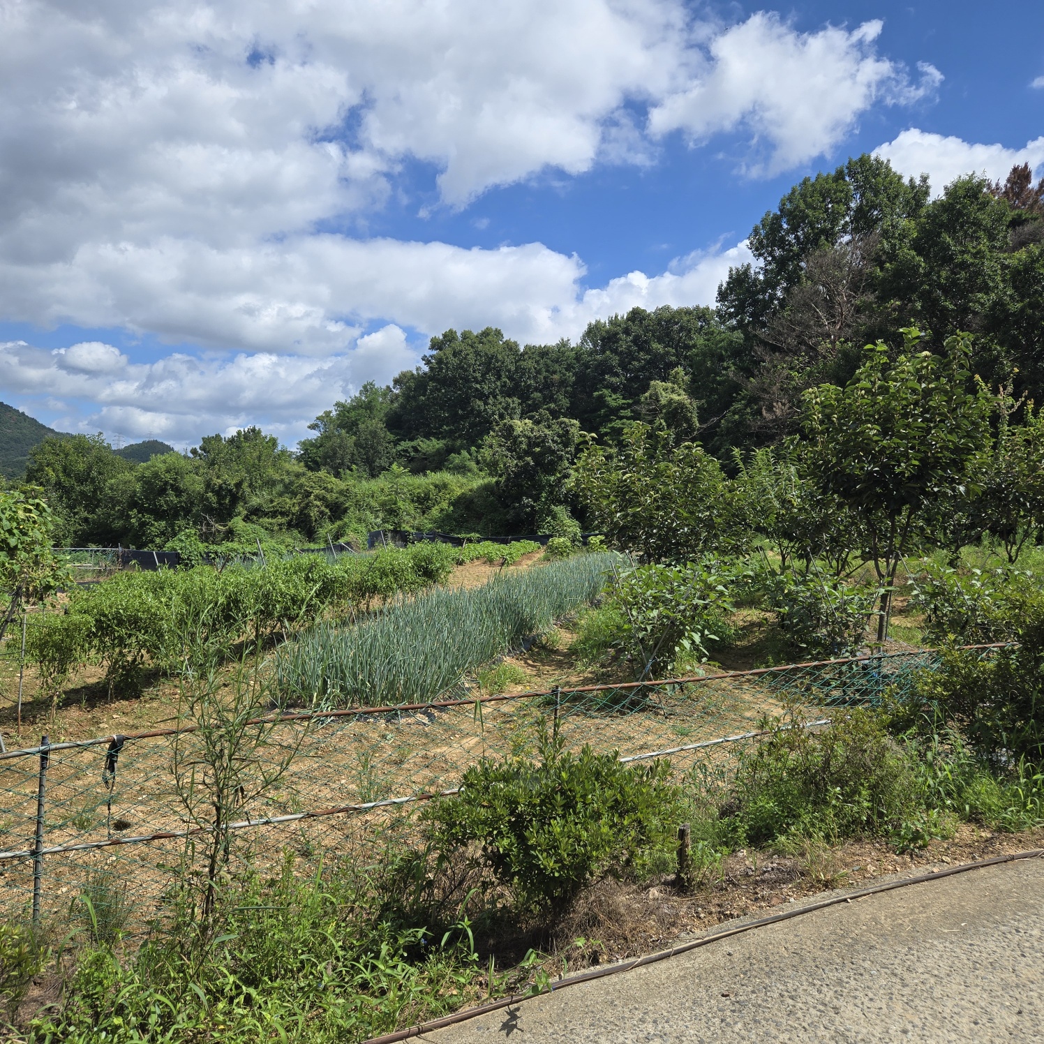 다사 15분 쉼터텃밭 사진 - 2