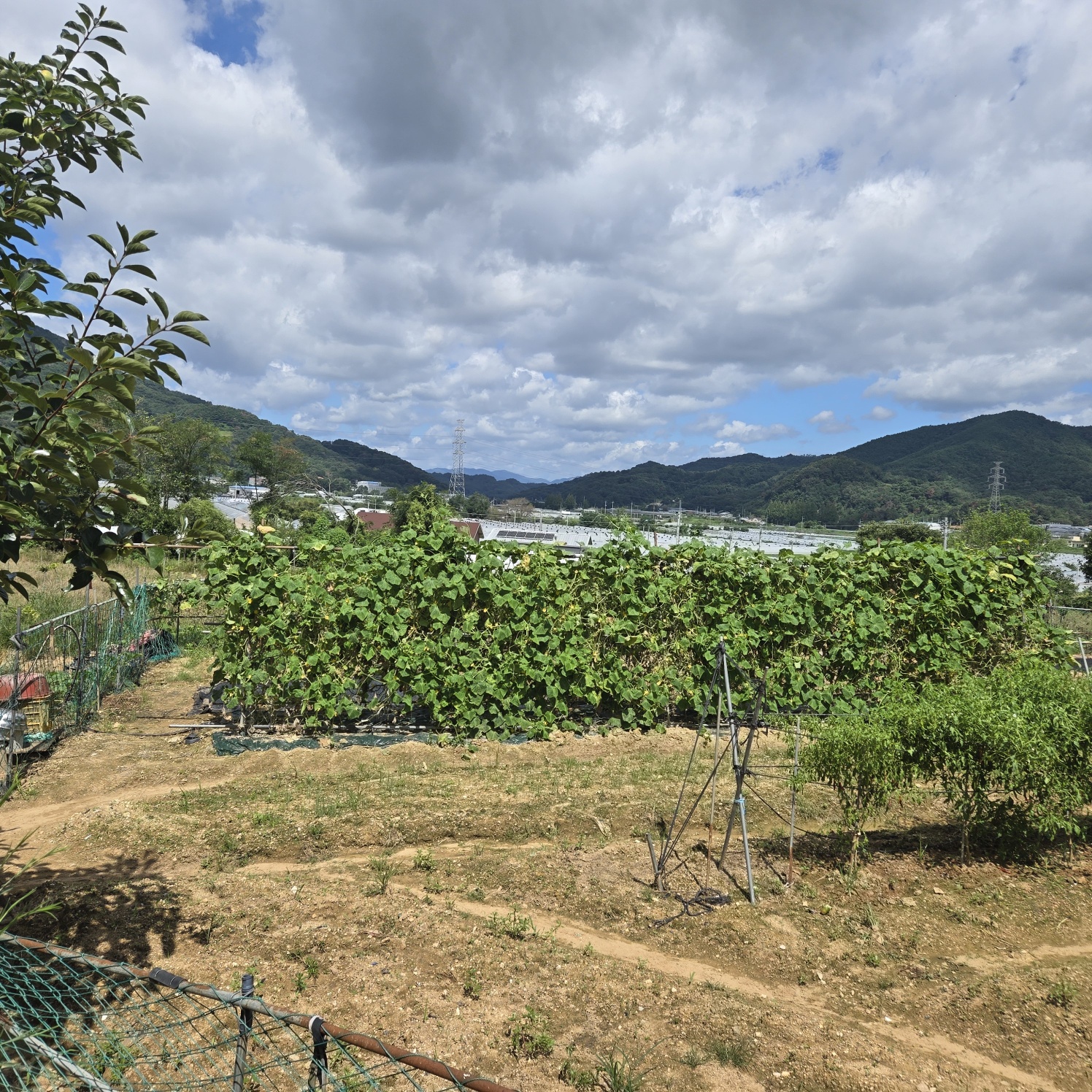 다사 15분 쉼터텃밭 사진 - 3