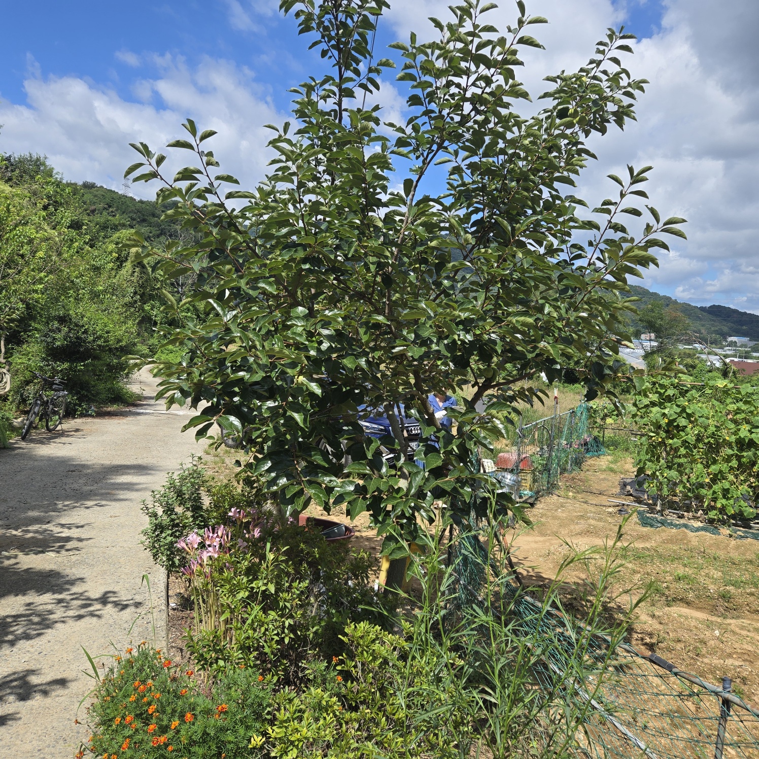 다사 15분 쉼터텃밭 사진 - 4