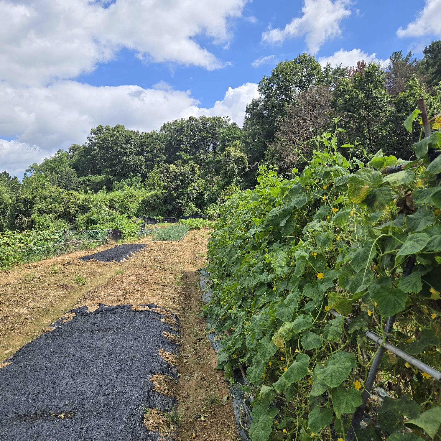 다사 15분 쉼터텃밭 사진 - 5