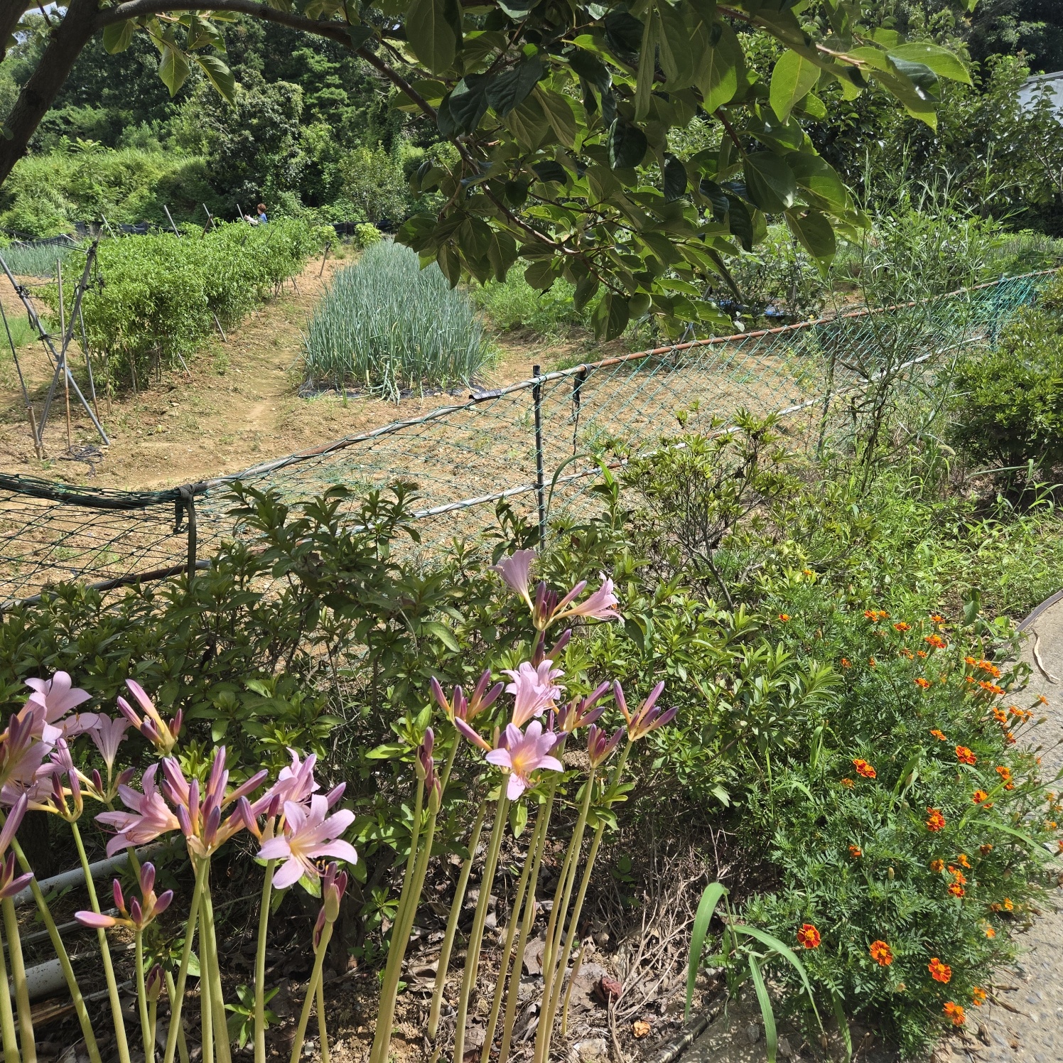 다사 15분 쉼터텃밭 사진 - 7