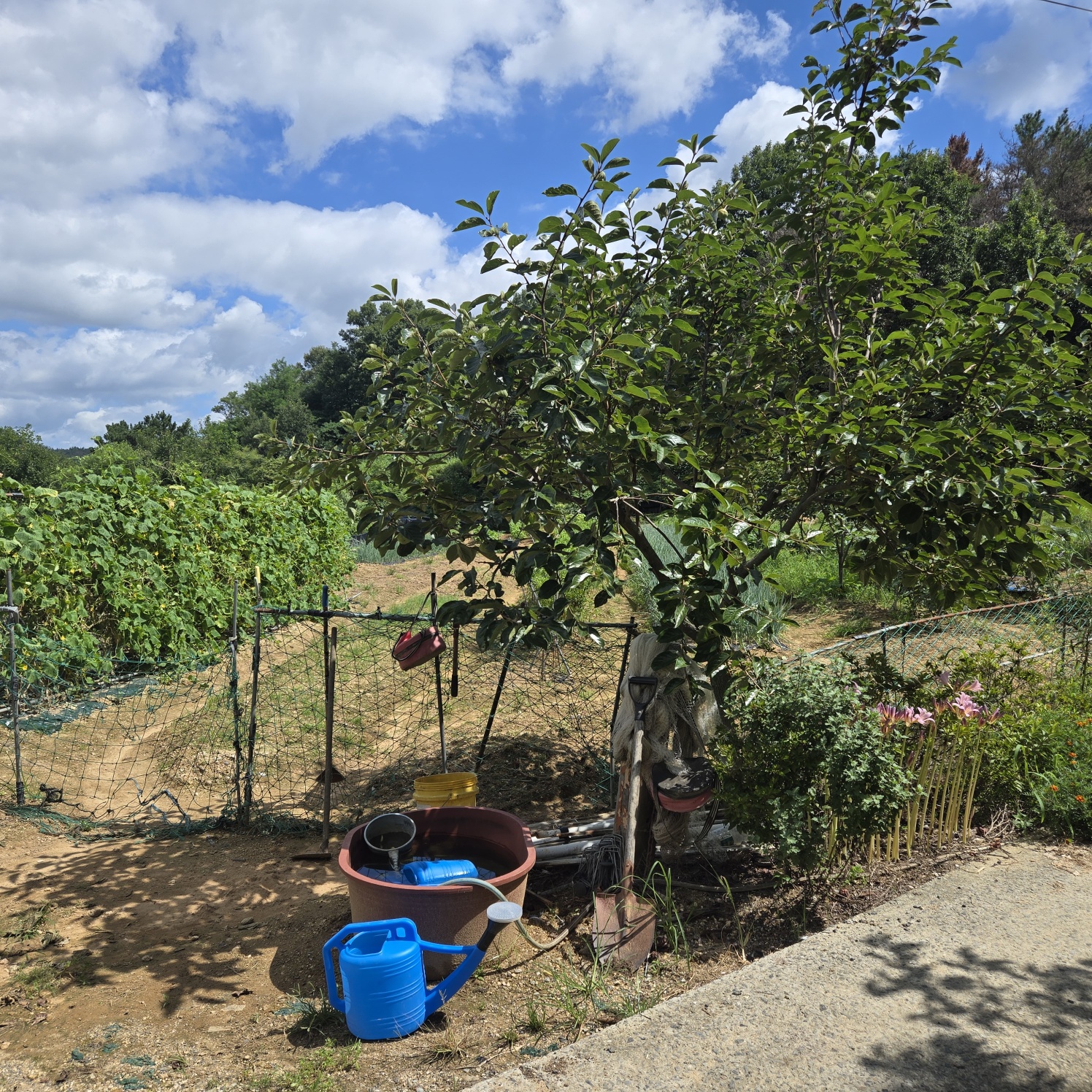 다사 15분 쉼터텃밭 사진 - 8