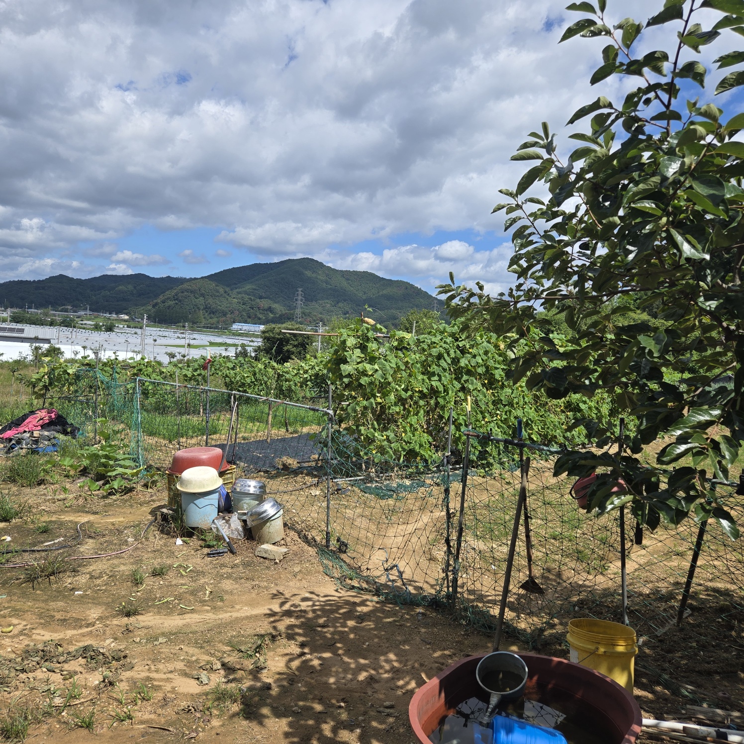 다사 15분 쉼터텃밭 사진 - 9