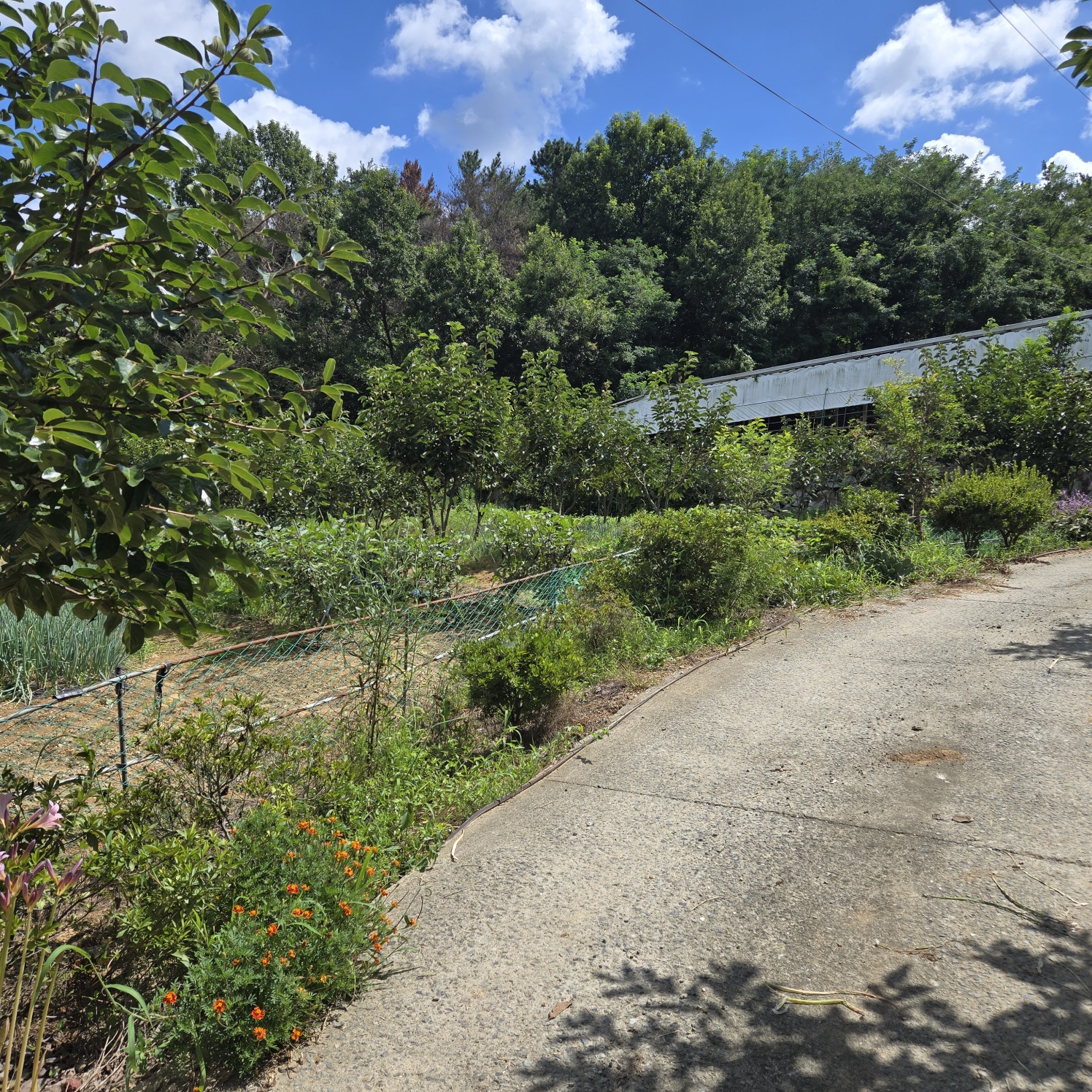 다사 15분 쉼터텃밭 사진 - 10