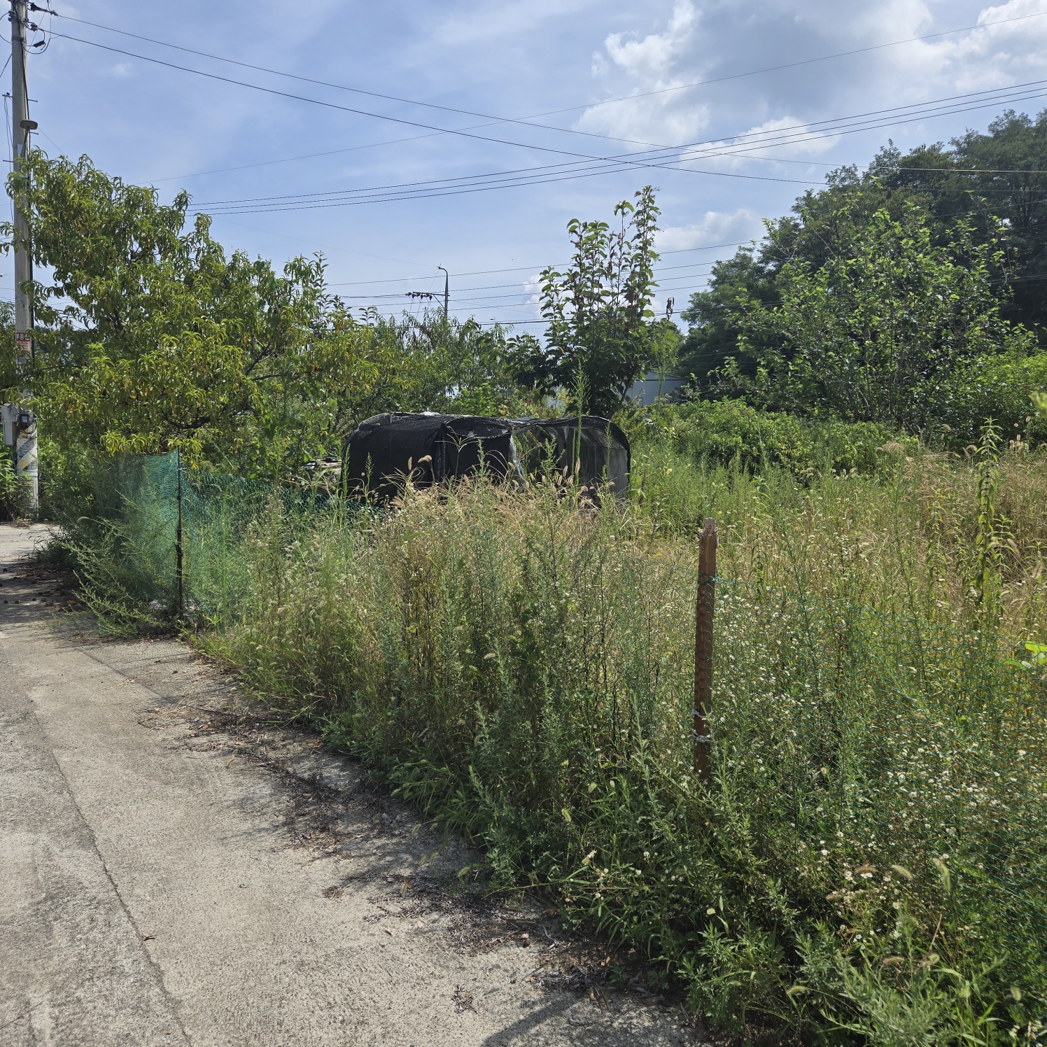 성주읍 쉼터텃밭 주택지 사진 - 4