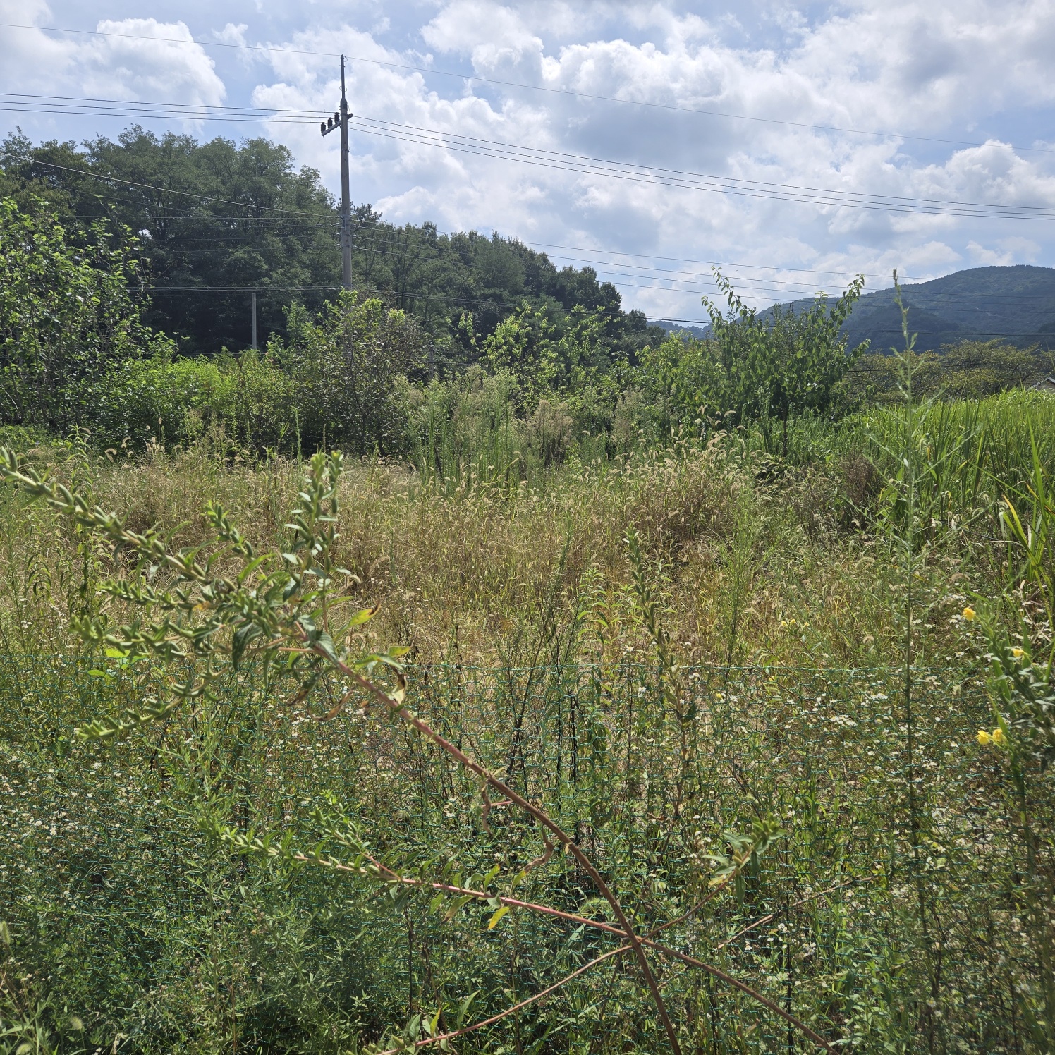 성주읍 쉼터텃밭 주택지 사진 - 5