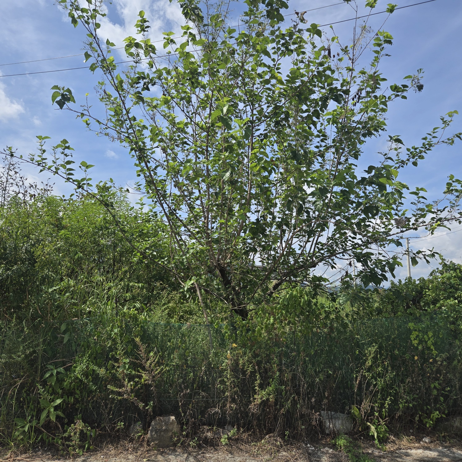 성주읍 쉼터텃밭 주택지 사진 - 7