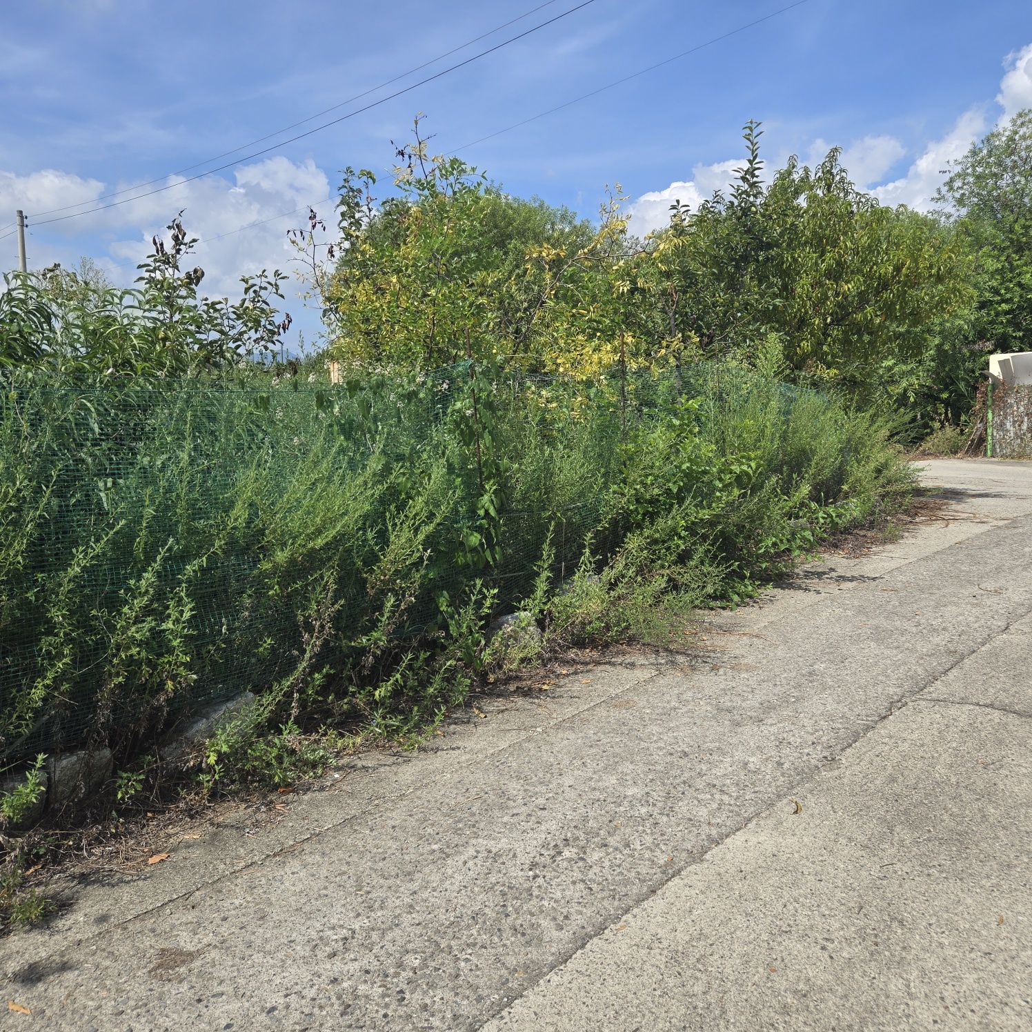 성주읍 쉼터텃밭 주택지 사진 - 9