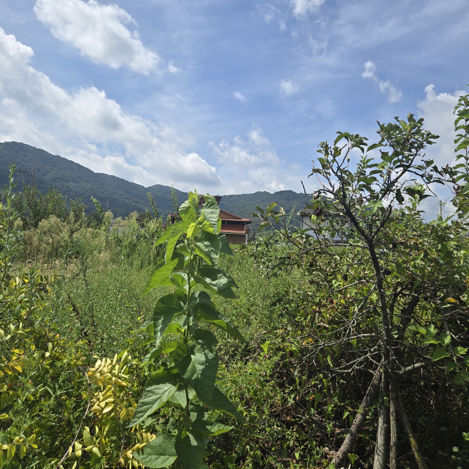 성주읍 쉼터텃밭 주택지 사진 - 10