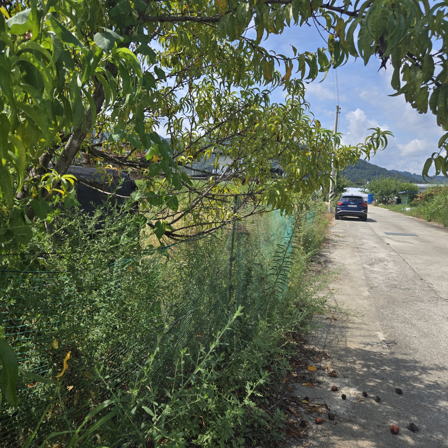 성주읍 쉼터텃밭 주택지 사진 - 11