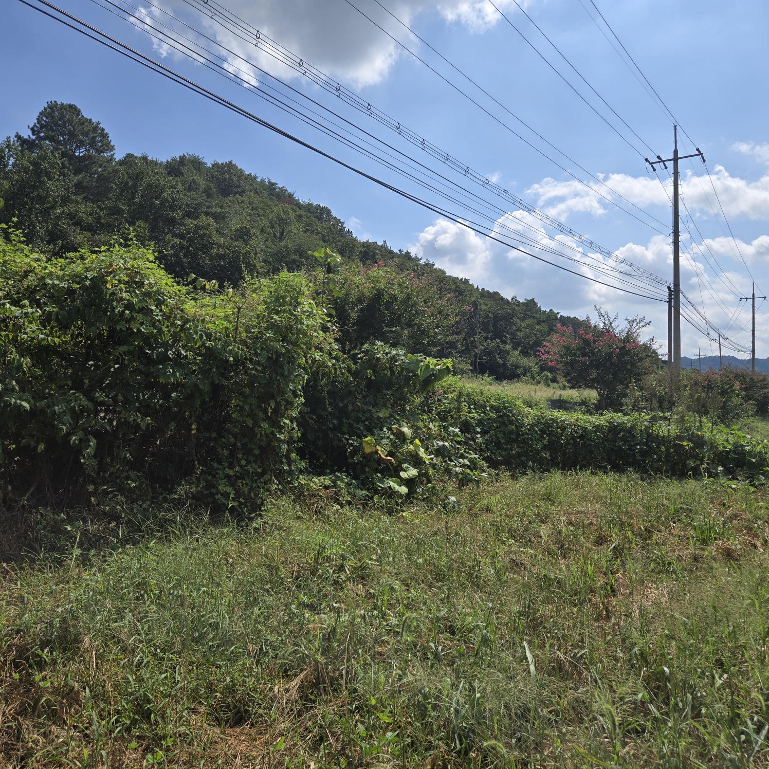 몽땅다 작은 쉼터텃밭 매매 사진 - 7