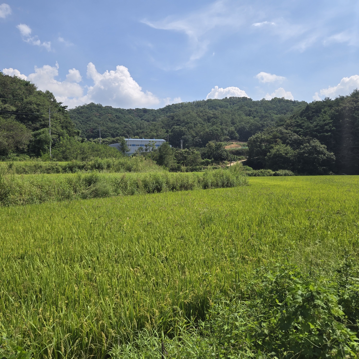 급급매2차접다용도 토지 사진 - 6