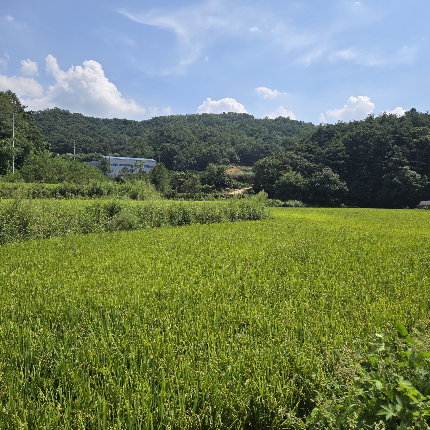 급급매2차접다용도 토지 사진 - 10